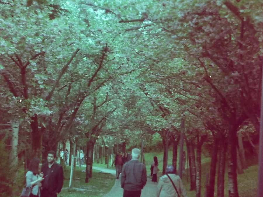 People walking along a path under blossoming trees.